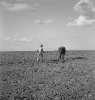 Harrowing, West Texas, 1937. Creator: Dorothea Lange.