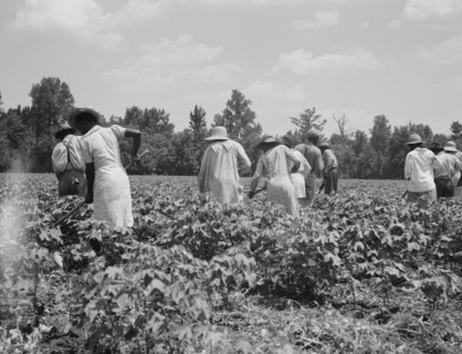 Cotton hoers on the Mississippi Delta, 1937. Creator: Dorothea Lange.