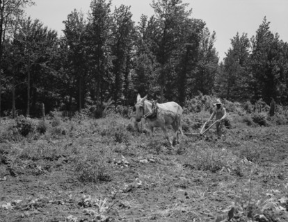 Working in the community garden, Hillhouse, Mississippi, 1937. Creator: Dorothea Lange.