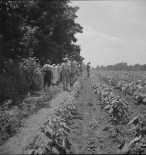 These cotton hoers work from 6 am to 7 pm for one dollar near Clarksdale, Mississippi, 1937. Creator: Dorothea Lange.