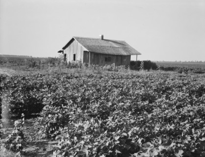 Cotton is planted close to the abandoned cabins, Aldridge Plantation, Mississippi, 1937. Creator: Dorothea Lange.