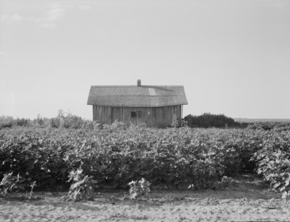 Cotton is planted close to the abandoned cabins, Aldridge Plantation, Mississippi, 1937. Creator: Dorothea Lange.