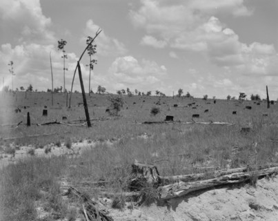 Cut-over long leaf yellow pine forest, Mississippi, 1937. Creator: Dorothea Lange.