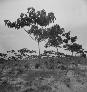 Tung oil grove near Mossy Head, Florida, 1937. Creator: Dorothea Lange.