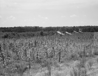 Aldridge Plantation near Leland, Mississippi, 1937. Creator: Dorothea Lange.