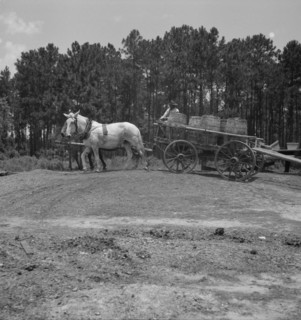 Hauling turpentine gum from the woods to the still near Homerville, Georgia, 1937. Creator: Dorothea Lange.
