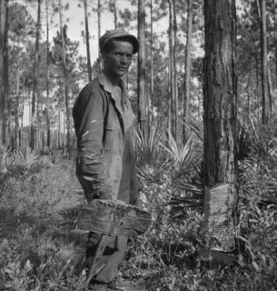 Turpentine "chipper" and slashed tree near Homerville, Georgia, 1937. Creator: Dorothea Lange.