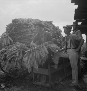 Loading cured tobacco for market, Georgia, 1937. Creator: Dorothea Lange.