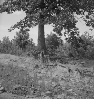 Tree roots show how the land has been washed away, Wray Plantation, Greene County, Georgia, 1937. Creator: Dorothea Lange.