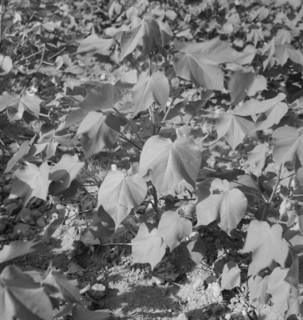Cotton, Georgia, 1937. Creator: Dorothea Lange.