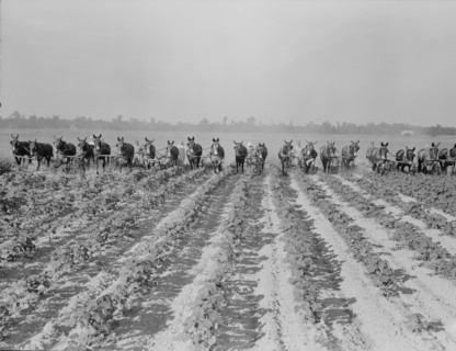Cultivating cotton at Lake Dick project, Arkansas, 1938. Creator: Dorothea Lange.