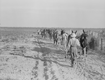 Farmers with mule teams and cultivators, Lake Dick project, Arkansas, 1938. Creator: Dorothea Lange.