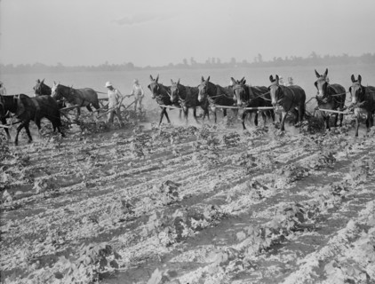 Cultivating cotton cooperatively at Lake Dick, Arkansas, 1938. Creator: Dorothea Lange.