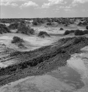 Leveling hummocks in the dust bowl, Coldwater District, 30 miles north of Dalhart, Texas, 1938. Creator: Dorothea Lange.