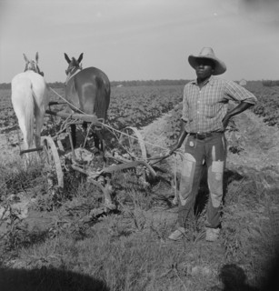 Negro cropper near Lake Dick, Arkansas, 1938. Creator: Dorothea Lange.
