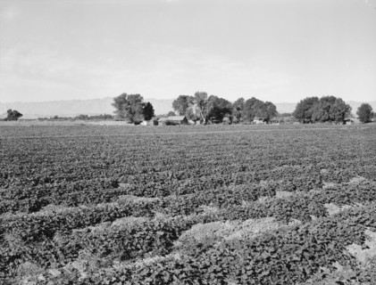 Cantaloupe field and ranch house, Imperial Valley, California, 1938. Creator: Dorothea Lange.