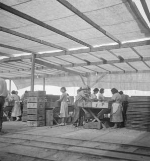 Women packing apricots in large open sheds adjoining the orchards, Brentwood, California, 1938. Creator: Dorothea Lange.