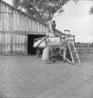 Emptying cotton after weighing, small cotton farm, Kern County, California, 1938. Creator: Dorothea Lange.
