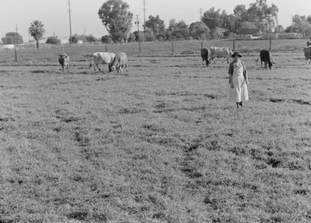 This farm of twelve acres operated as a prune ranch, Tulare County, California, 1938. Creator: Dorothea Lange.