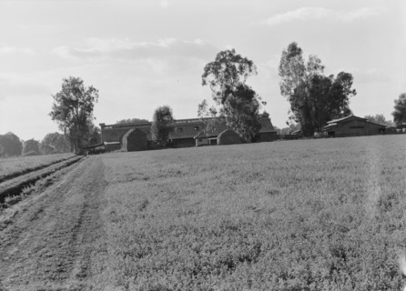 Barns of the old Mineral King Ranch seen across alfalfa field, Tulare County, California, 1938. Creator: Dorothea Lange.
