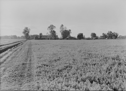 Barns of the old Mineral King Ranch seen across alfalfa field, Tulare County, California, 1938. Creator: Dorothea Lange.