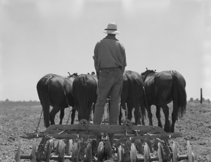 Disc drawn by seven horses used in the cornfields of California, Tulare County, California, 1937. Creator: Dorothea Lange.