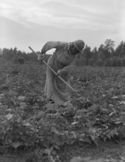 Mississippi Negress hoeing cotton, 1937. Creator: Dorothea Lange.