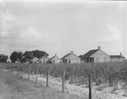 Cabins for sugarcane workers, Bayou La Fourche, Louisiana, 1937. Creator: Dorothea Lange.