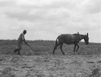 The cotton sharecropper's unit, Greene County, Georgia, 1937. Creator: Dorothea Lange.