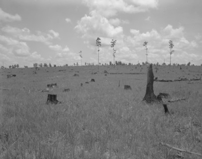 Land cut over by lumber company and not replanted, Greene County, Georgia, 1937. Creator: Dorothea Lange.