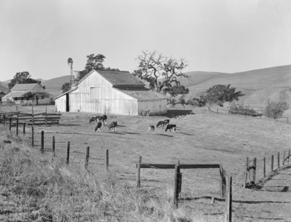Small farm of California, Contra Costa County, 1938. Creator: Dorothea Lange.