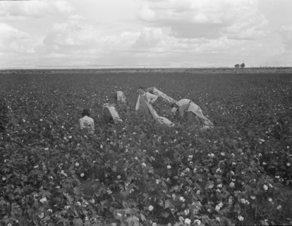 Migratory field worker picking cotton in San Joaquin Valley, CA, 1938. Creator: Dorothea Lange.