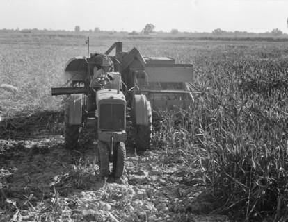 All-crop harvesting, Tulare County, California, 1938. Creator: Dorothea Lange.