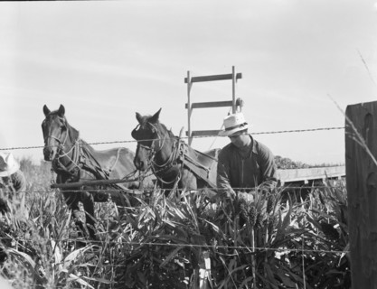 Harvesting milo maize, Tulare County, California, 1938. Creator: Dorothea Lange.