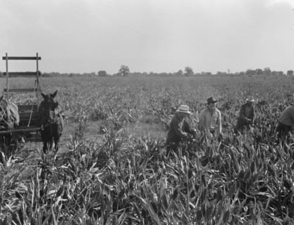 Harvesting milo maize, Tulare County, California, 1938. Creator: Dorothea Lange.