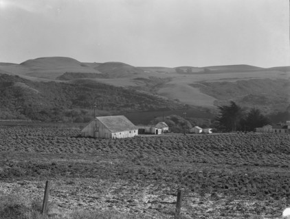 Artichoke ranch, near Half Moon Bay, California, November 14, 1938. Creator: Dorothea Lange.