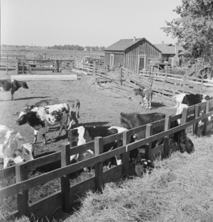 FSA tenant purchase client's herd, near Manteca, California, November 1938. Creator: Dorothea Lange.