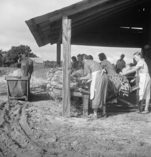 Sorting and stringing the "golden leaf" at the tobacco barn, near Hartsville, South Carolina, 1938. Creator: Dorothea Lange.