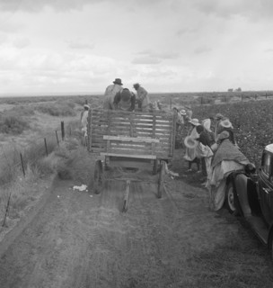 Cotton pickers emptying sacks, Kern County, California, 1938. Creator: Dorothea Lange.