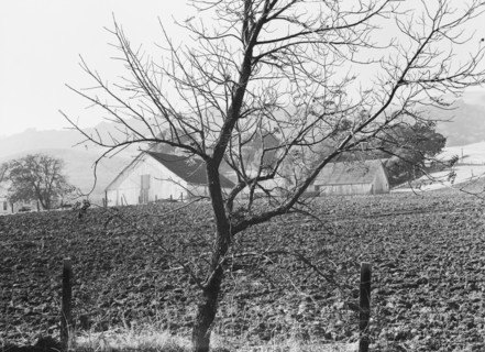 Stock ranch and plowed field, Contra Costa County, California, 1938. Creator: Dorothea Lange.