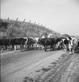 Bringing cattle in from the range, Contra Costa County, California, 1938. Creator: Dorothea Lange.