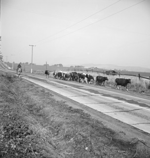 Bringing cattle in from the range, Contra Costa County, California, 1938. Creator: Dorothea Lange.