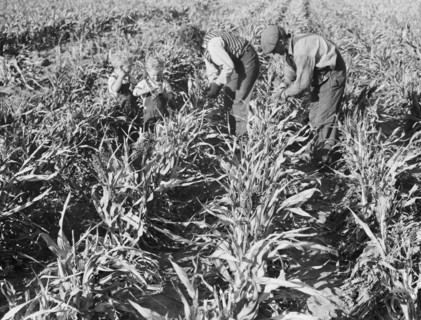 Formerly rehabilitation client harvesting milo maize, near Manteca, California, 1938. Creator: Dorothea Lange.