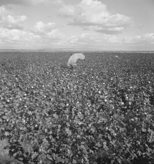 Migratory field workers picking cotton in the San Joaquin Valley, California, 1938. Creator: Dorothea Lange.