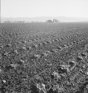 Large scale, commercial agriculture, Salinas Valley, California, 1939. Creator: Dorothea Lange.