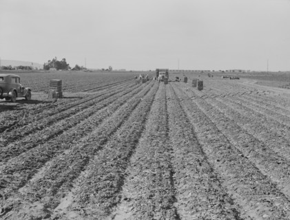 Filipino gang of spinach harvesters, near Santa Maria, California, 1939. Creator: Dorothea Lange.
