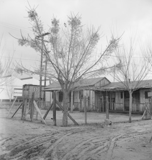 Houses inhabited by Mexican citrus workers, Lindsay, Tulare County, California , 1939. Creator: Dorothea Lange.