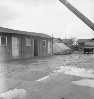 Houses inhabited by Mexican citrus workers, Lindsay, Tulare County, California , 1939. Creator: Dorothea Lange.
