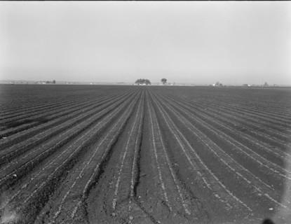 Large scale, commercial agriculture, Salinas Valley, California, 1939. Creator: Dorothea Lange.
