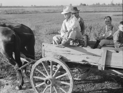 Horse and wagon is still a common means of transportation..., Southeast Missouri Farms, 1938. Creator: Dorothea Lange.
